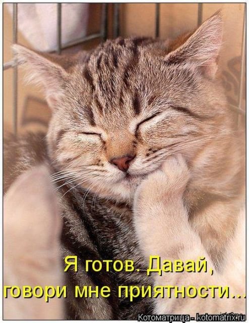 Лучшая котоматрица за неделю (29 фото) Лучшая котоматрица за неделю (29 фото)