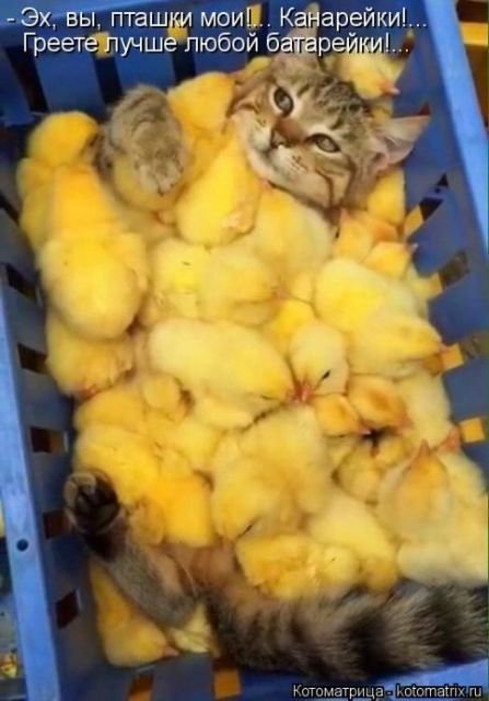 Лучшая котоматрица за неделю (29 фото) Лучшая котоматрица за неделю (29 фото)