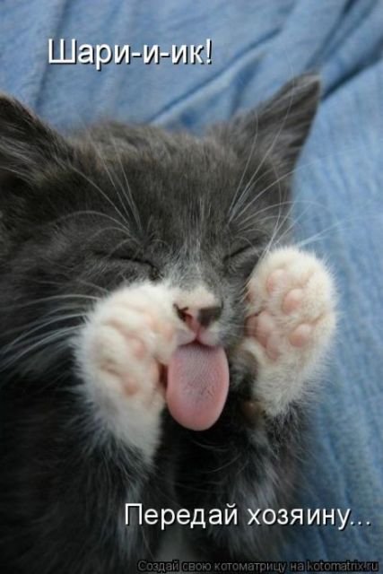 Лучшая котоматрица за неделю (29 фото) Лучшая котоматрица за неделю (29 фото)