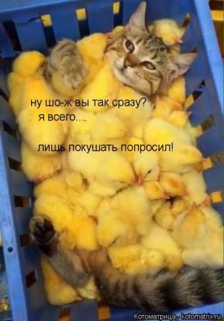 Лучшая котоматрица за неделю (29 фото) Лучшая котоматрица за неделю (29 фото)