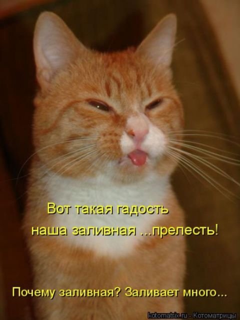 Лучшая котоматрица за неделю (29 фото) Лучшая котоматрица за неделю (29 фото)