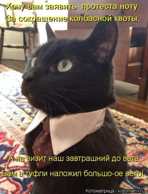 Лучшая котоматрица за неделю (29 фото) Лучшая котоматрица за неделю (29 фото)