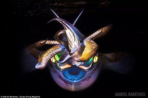 Победители конкурса подводной фотографии от журнала Scuba Diving (10 фото)