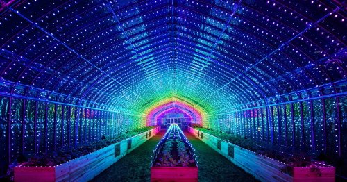 Оранжерея в Токио освещается разноцветными огнями, когда прикасаешься к растениям внутри неё (5 фото + видео)
