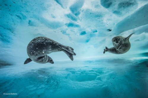 25 лучших фотографий живой природы, победивших в конкурсе Wildlife Photographer of the Year 2017