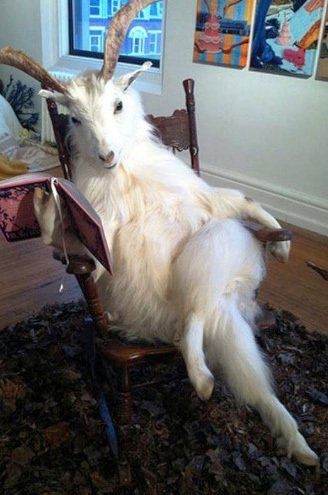 Животные, которые выглядят намного сексуальнее, чем многие фотомодели (17 фото) Животные, которые выглядят намного сексуальнее, чем многие фотомодели (17 фото)