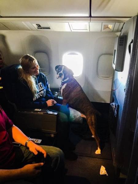 Приколы и казусы на борту самолёта (20 фото) Приколы и казусы на борту самолёта (20 фото)