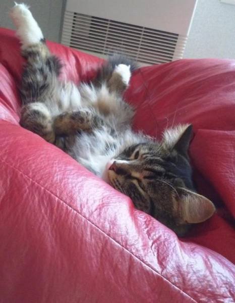 Отдых и комфорт — всё, что нам нужно! (23 фото) Отдых и комфорт — всё, что нам нужно! (23 фото)