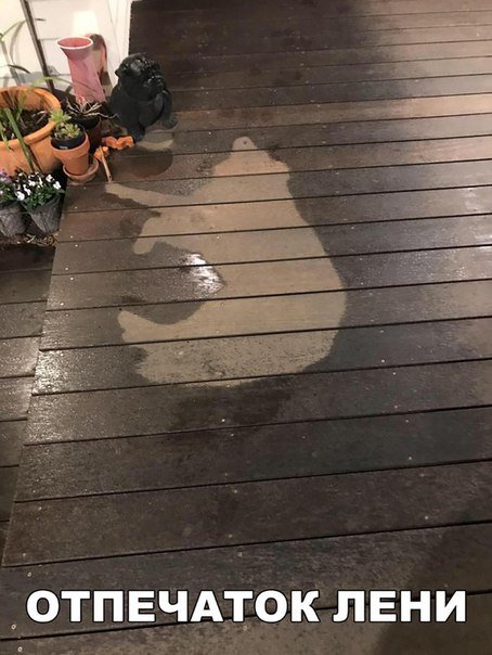 Новые фотомемы (23 шт) Новые фотомемы (23 шт)