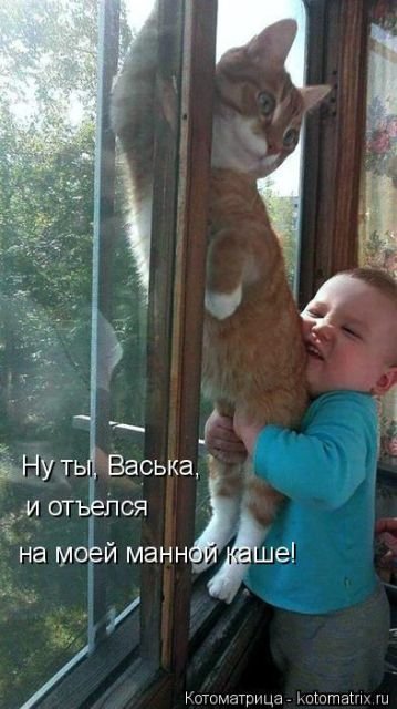 Лучшая котоматрица недели (23 фото) Лучшая котоматрица недели (23 фото)