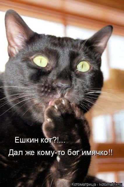 Лучшая котоматрица недели (23 фото) Лучшая котоматрица недели (23 фото)
