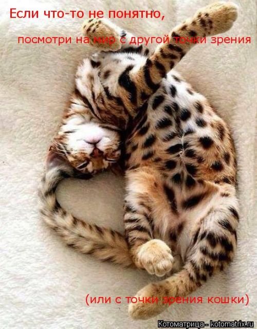 Лучшая котоматрица недели (23 фото) Лучшая котоматрица недели (23 фото)