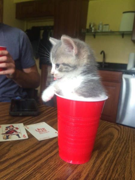 Прикольные картинки на ночь глядя (35 шт) Прикольные картинки на ночь глядя (35 шт)