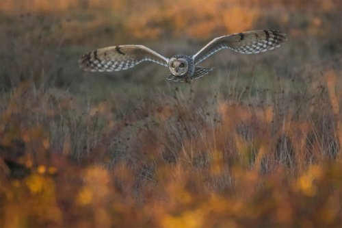 Победители конкурса фотографий дикой природы British Wildlife Photography Awards 2017 (18 фото)