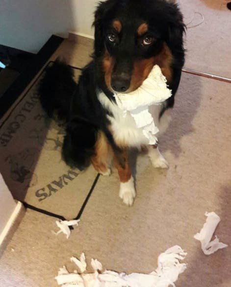 Собаки-хулигаки, пойманные с поличным (25 фото)