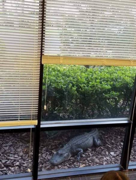 Сплошные казусы да упсы (29 фото)