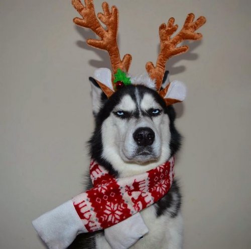 Сибирский хаски Ануко в рождественской фотосессии (11 фото)