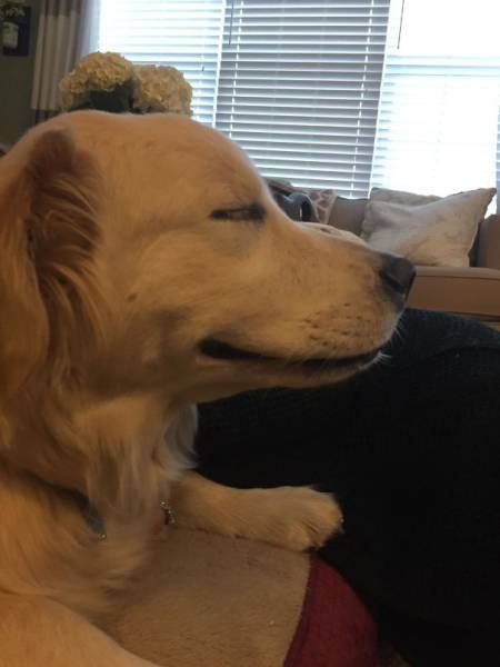 Смешные животные после поездки к ветеринару (35 фото)