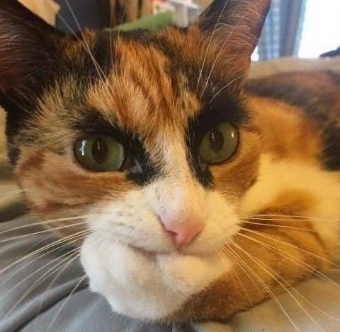 Кошки, задумавшиеся о чём-то очень важном (14 фото)