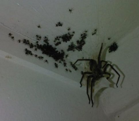 Жуткие снимки, которые вам захочется быстрее развидеть (26 фото)