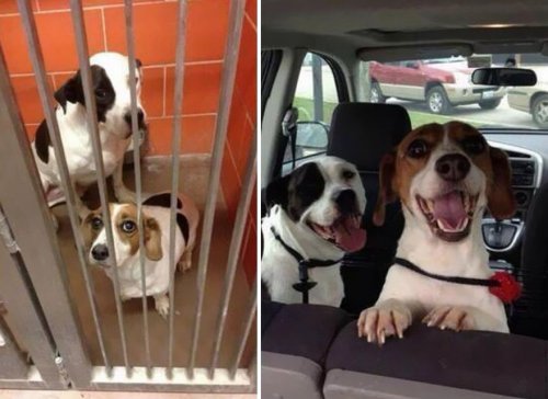 Собаки до и после того, как обрели любящий дом (30 фото)