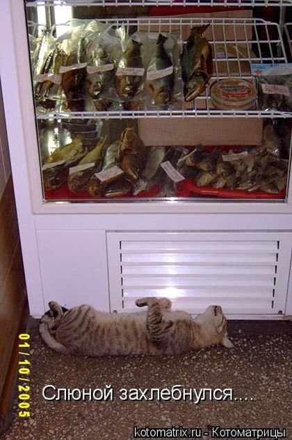 Котоматрица для всех (33 фото)