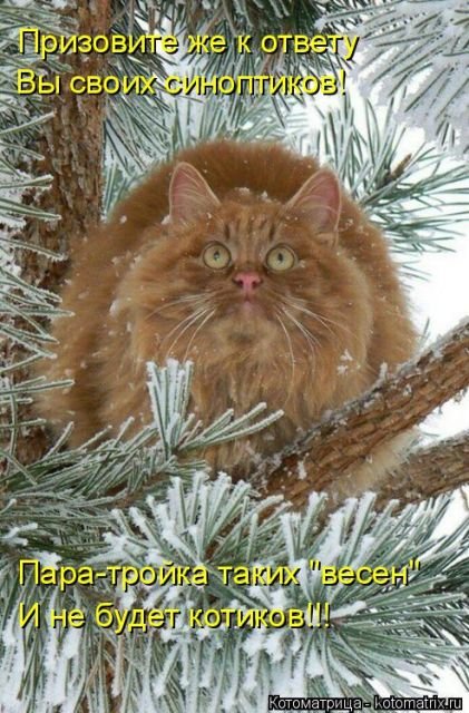 Новая котоматрица на Бугаге (36 фото)