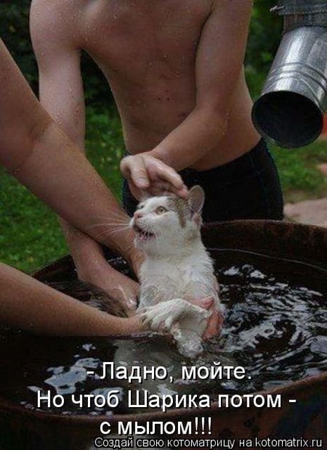 Свежая котоматрица (36 фото)