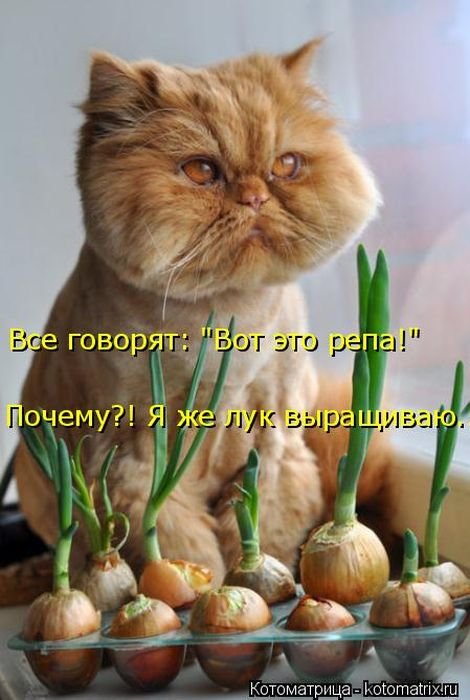 Новая котоматрица для настроения (37 фото)