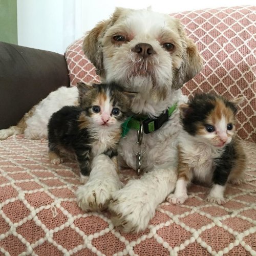 Пес помог вырастить более 70 приемных котят после того, как влюбился в трехногую кошку (13 фото)