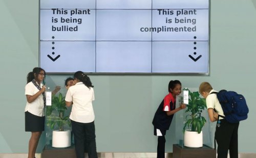 Компания IKEA попросила хвалить одно растение и критиковать другое, и вот что с ними стало через 30 дней (12 фото)