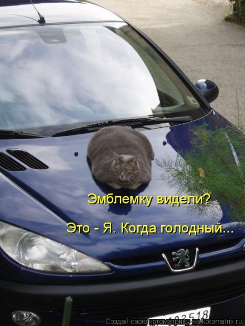 Свежая котоматрица на Бугаге (40 фото)