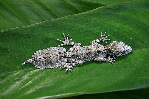 Топ-20: интересные факты про самое многочисленное семейство ящериц – про восхитительных гекконов