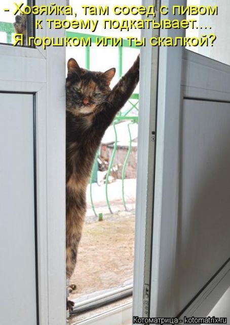 Котоматрицы новые для всех (35 фото)