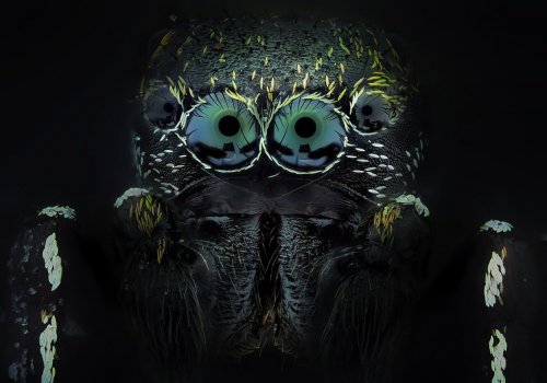 Макрофотографии насекомых, на которых они похожи на жутких инопланетных существ (10 фото)