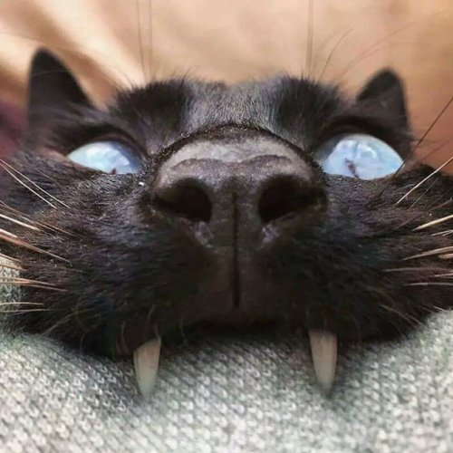 Кошки, которые почему-то вызывают мысли о вампирах (17 фото)