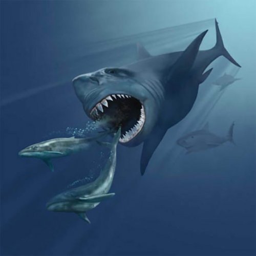 ТОП-25: Сумасшедшие факты об акулах, которые вам могут быть интересны