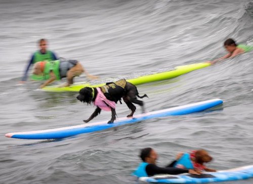В Сан-Диего прошли соревнования по сёрфингу среди собак (12 фото)