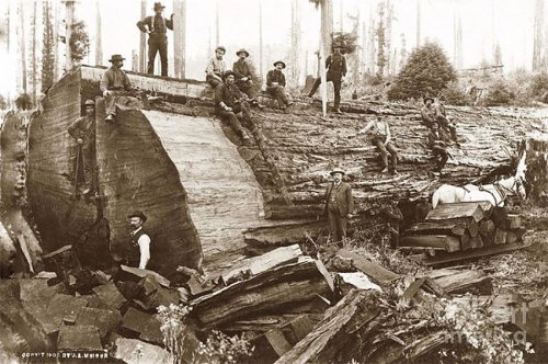 Фотоэкскурс в прошлое: дровосеки начала XX-го века на фоне спиленных гигантов (19 фото)