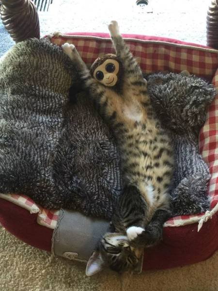 Прикольные фотографии, на которые придётся взглянуть дважды (23 фото)