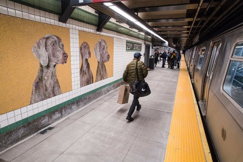 Стены на станции метро в Нью-Йорке украсили мозаиками с изображением собак (13 фото)