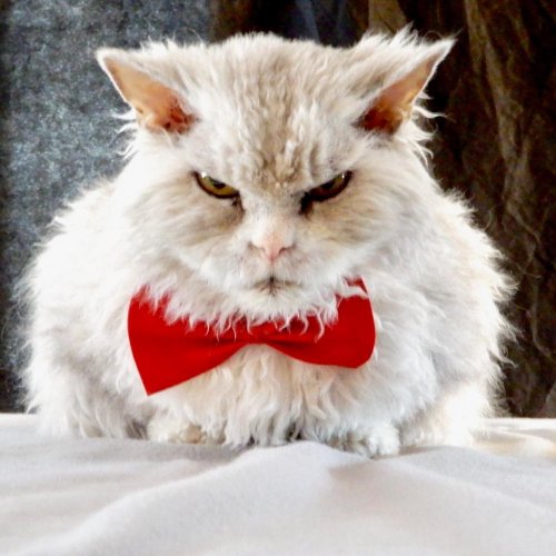 Помпезный Альберт, которого когда-то не допустили к участию в выставке кошек, теперь набирает сотни тысяч подписчиков в Instagram (12 фото)