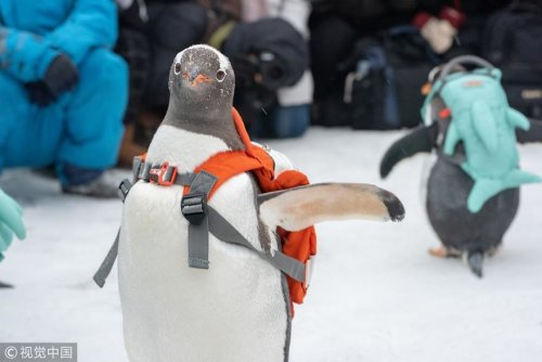 Симпатичная тревога! Пингвины посетили фестиваль ледяных и снежных скульптур в Харбине (4 фото)