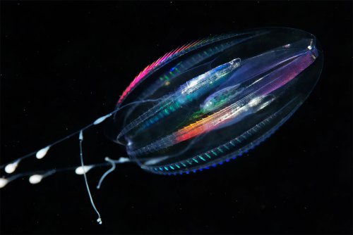 Удивительные подводные обитатели в фотографиях морского биолога Александра Семёнова (25 фото)