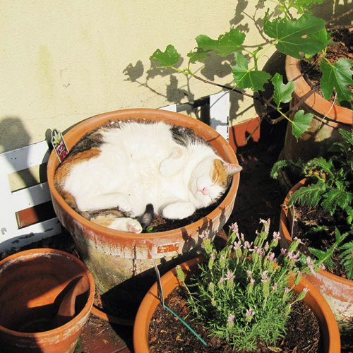 20 кошачьих растений, которые мурчат и вместо полива требуют ласки