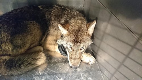 В Эстонии рабочие спасли из ледяной реки собаку, которая на самом деле оказалась волком (8 фото)