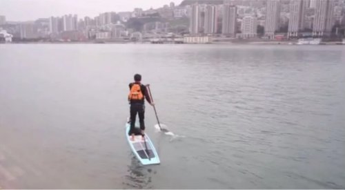 Китайский служащий переплывает реку Янзцы на доске для сёрфинга, сократив дорогу на работу с часа до 6 минут (фото + видео)