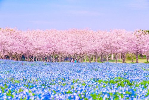 Японский фотограф запечатлел невероятно живописный весенний пейзаж (3 фото)