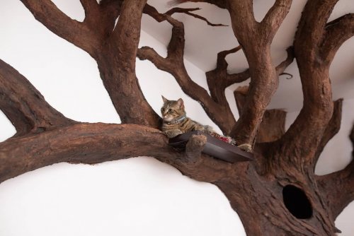 Дерево для настоящего учёного кота (7 фото)