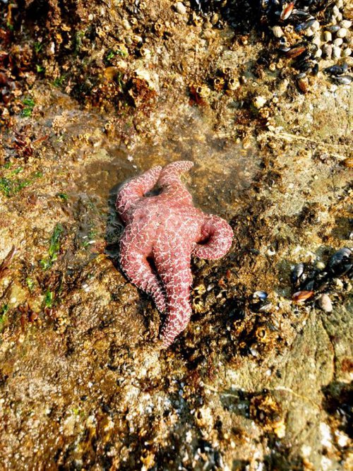 Фотоколлекция морских звёзд для тех, у кого богатая фантазия (16 фото)